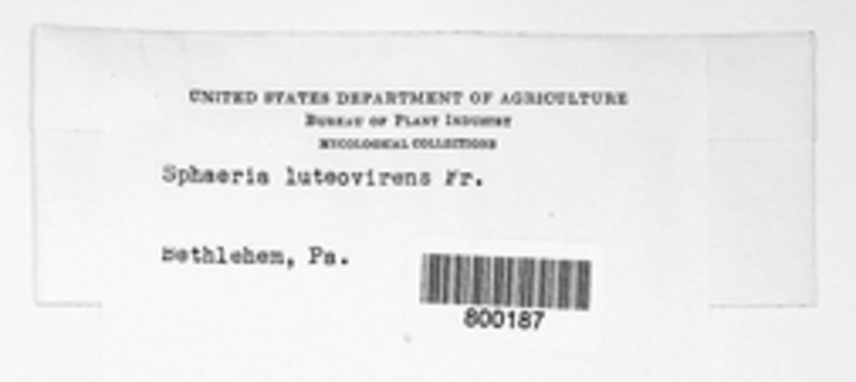 Hypomyces luteovirens image